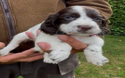 Cocker Spaniel dogs for sale: KC Reg Working Cocker spaniel puppies roan - Image 11
