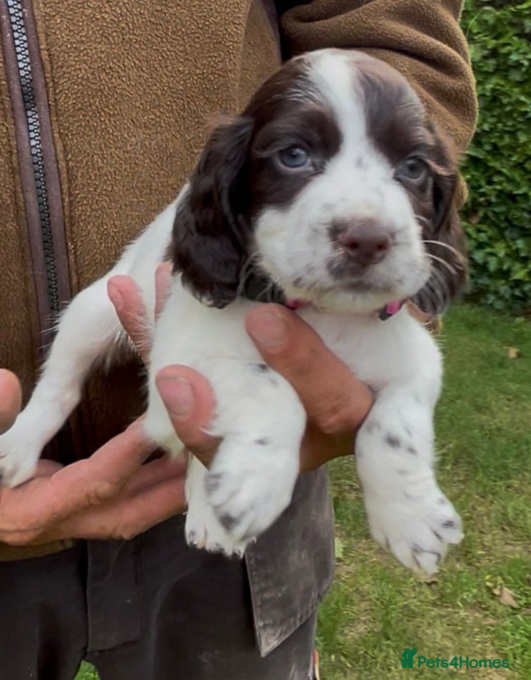 Cocker Spaniel dogs for sale: KC Reg Working Cocker spaniel puppies roan - Image 11