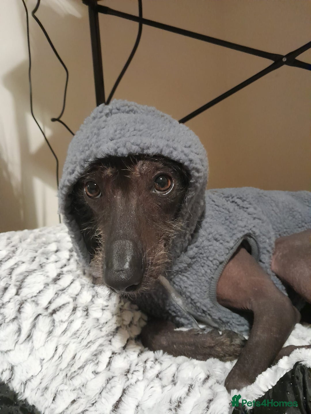 Mixed Breed dogs for sale: Darla 5 Yr old Chinese Crested x border collie - Advert 9