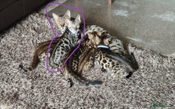 Bengal cats for sale: 1no. Female Bengal Kitten - Image 15