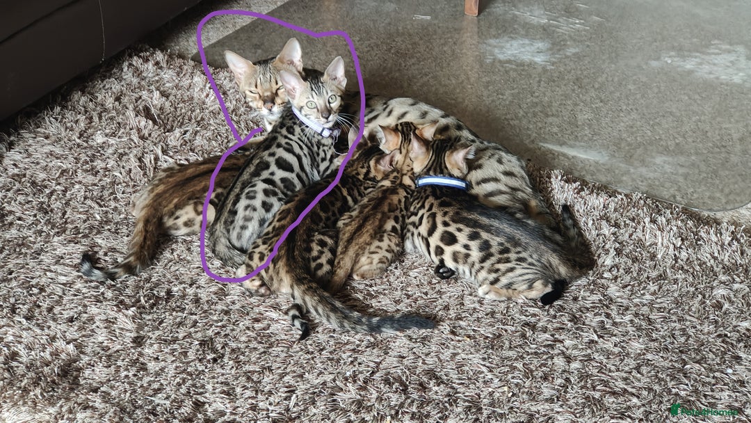 Bengal cats for sale: 1no. Female Bengal Kitten - Image 15