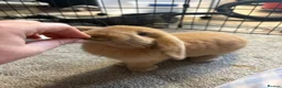 Mini Lop rabbits for sale: 2 x Male Mini Lops in Swansea - Advert 3