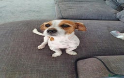 Jack Russell dogs for sale: Jack russel - Image 4