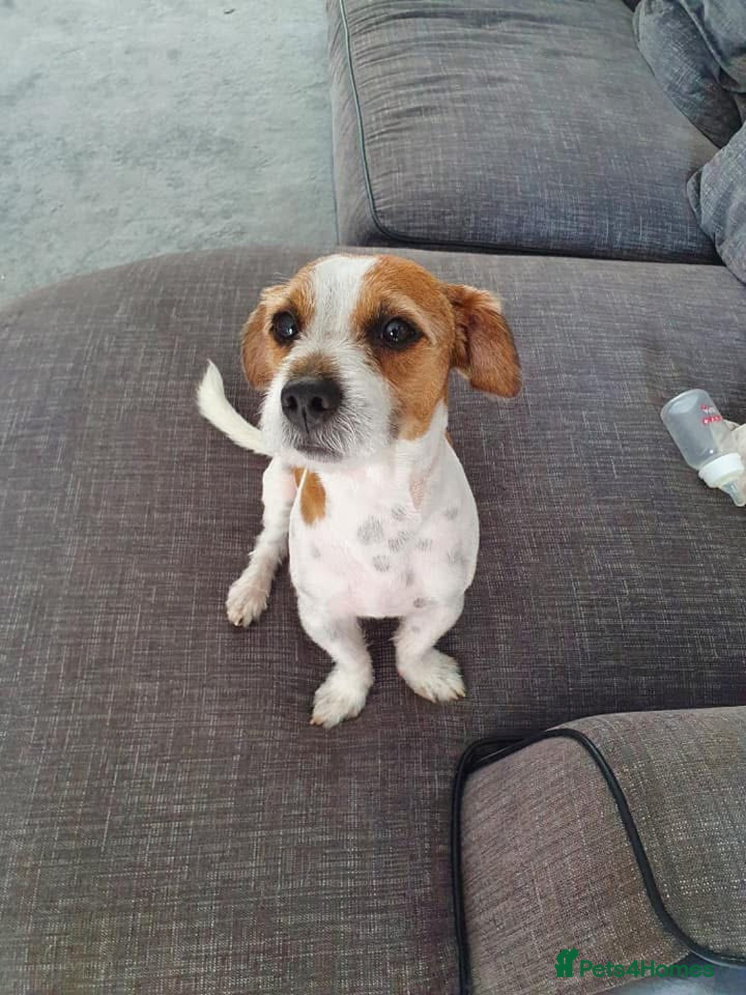 Jack Russell dogs for sale: Jack russel - Image 4