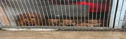 Cocker Spaniel dogs for sale: Cocker spaniel puppies - Advert 5