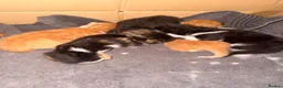 Maine Coon cats for sale: Maine coon cross  - Advert 8