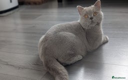 British Shorthair cats for sale: Active GCCF Champion titled female  - Image 4