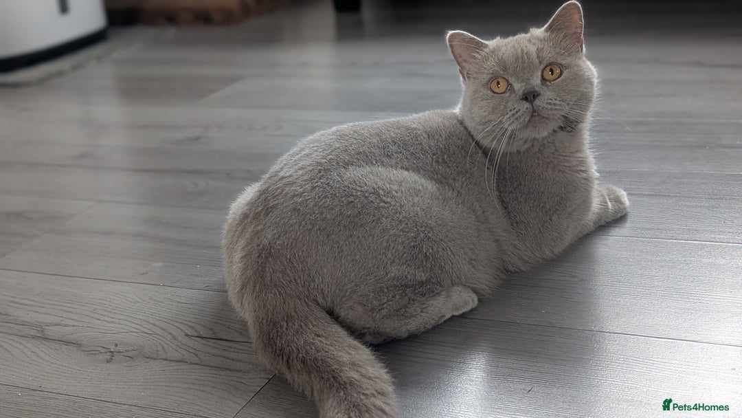 British Shorthair cats for sale: Active GCCF Champion titled female  - Image 4