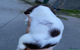 English Springer Spaniel dogs for sale: Last 2!! KC Reg Springer Spaniel Puppies - Image 10