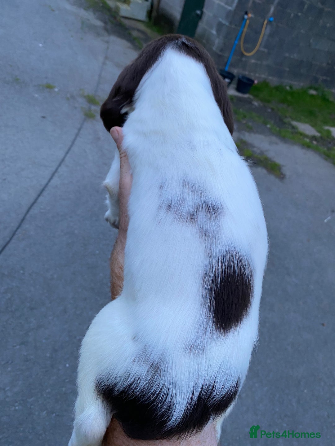 English Springer Spaniel dogs for sale: Last 2!! KC Reg Springer Spaniel Puppies - Image 10