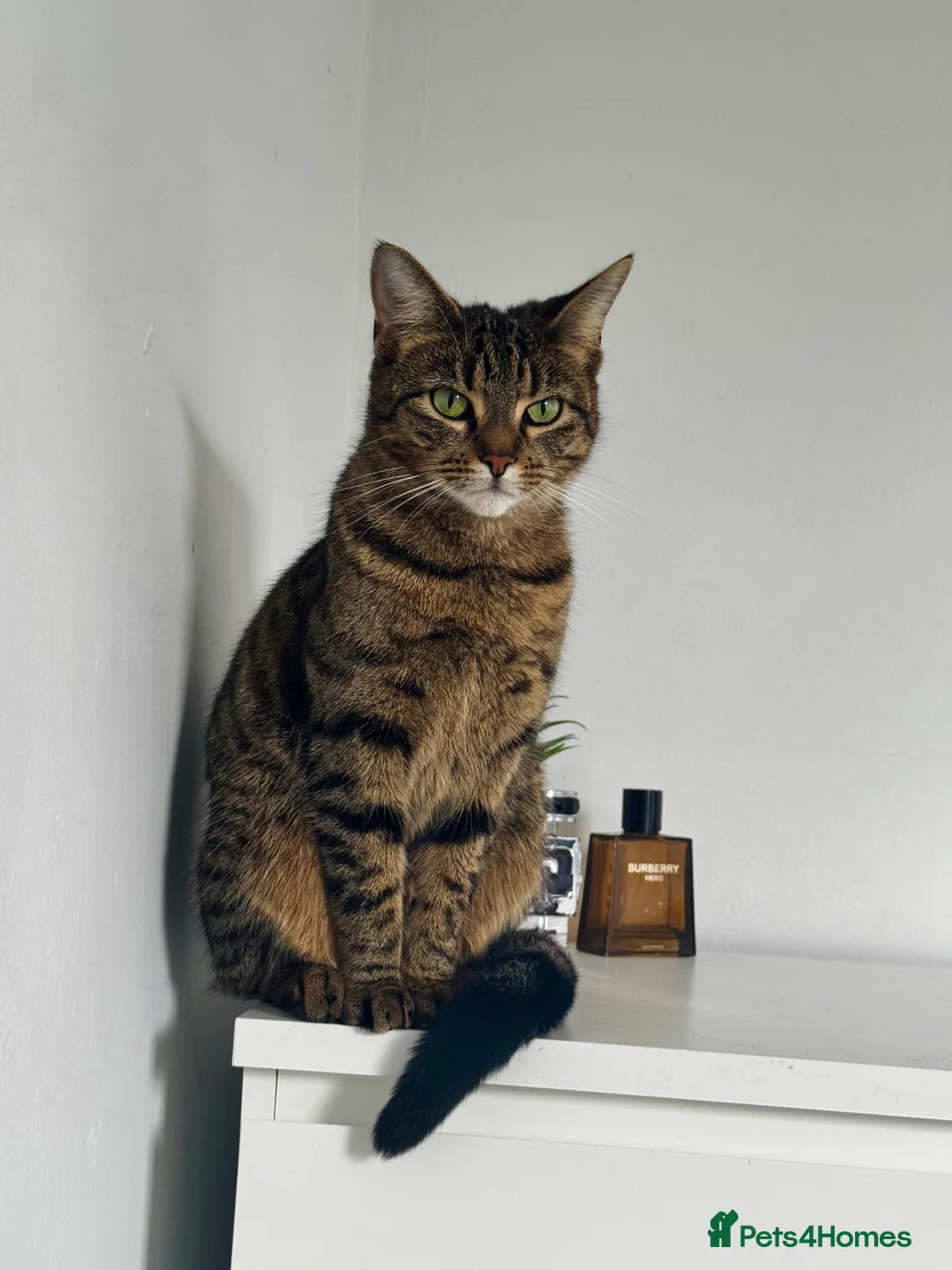 Domestic Shorthair cats for sale: urgent! Please don’t scroll past us :( 2yo sisters - Advert 2