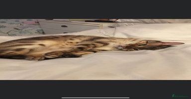 Bengal cats - Advert 4