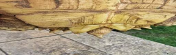 Tortoise reptiles for sale: Sulcata tortoise female  in Hastings - Advert 5