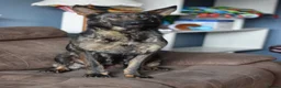 German Shepherd dogs for sale: Shorthaired German Shepherd  - Advert 3