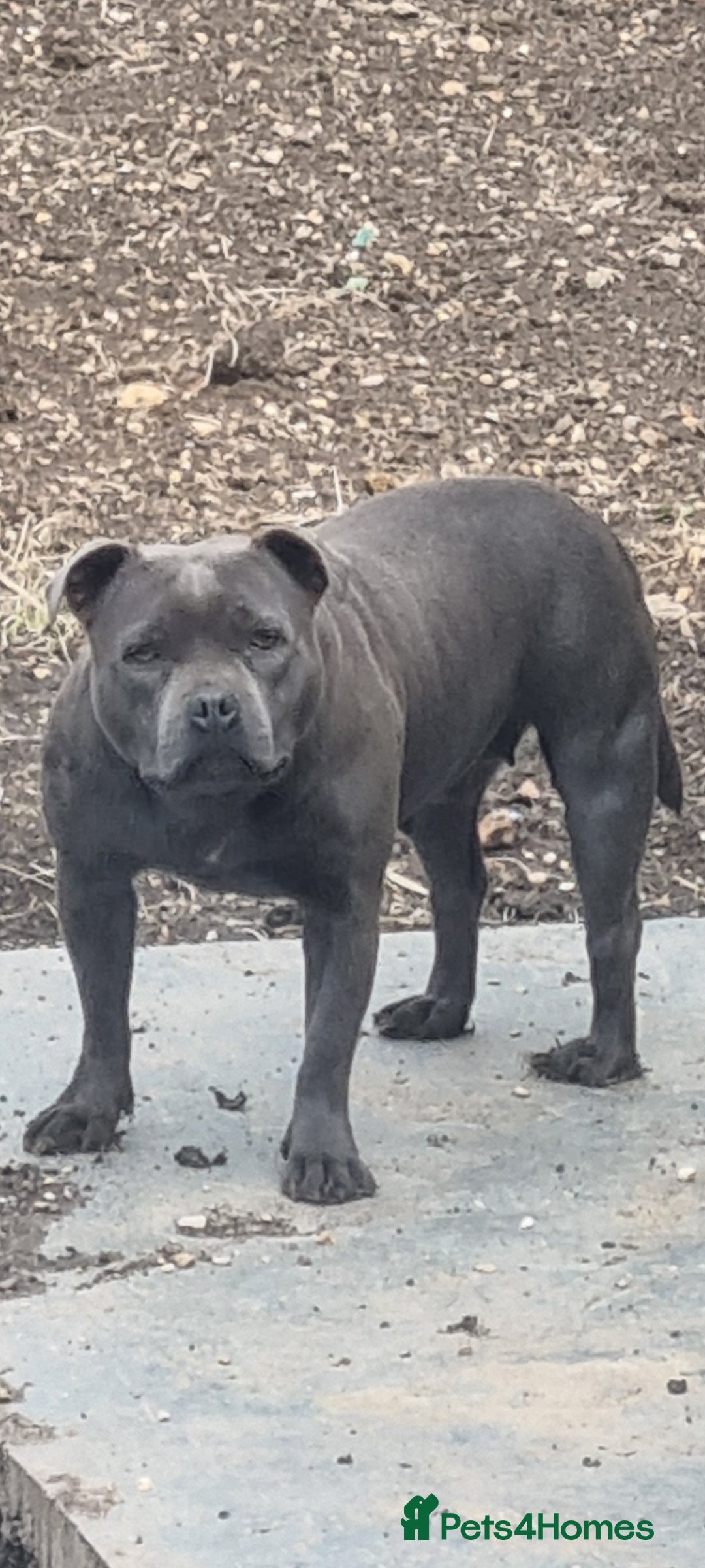 Staffordshire Bull Terrier dogs Bluebullz☆bullscaff☆5☆☆£2500☆ - Advert 1