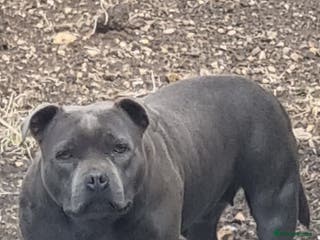 Staffordshire Bull Terrier dogs Bluebullz☆bullscaff☆5☆☆£2500☆ - Advert 7