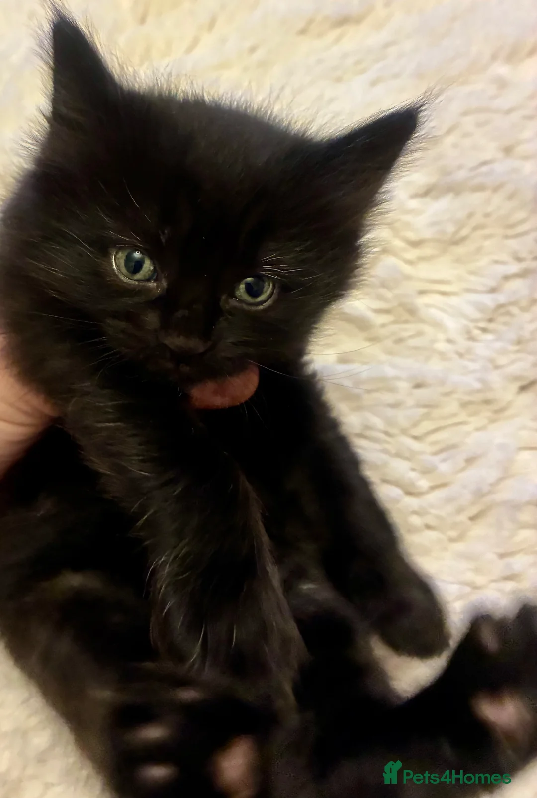 Turkish Angora cats for sale: Turkish angora kitten  in Sheffield - Advert 14