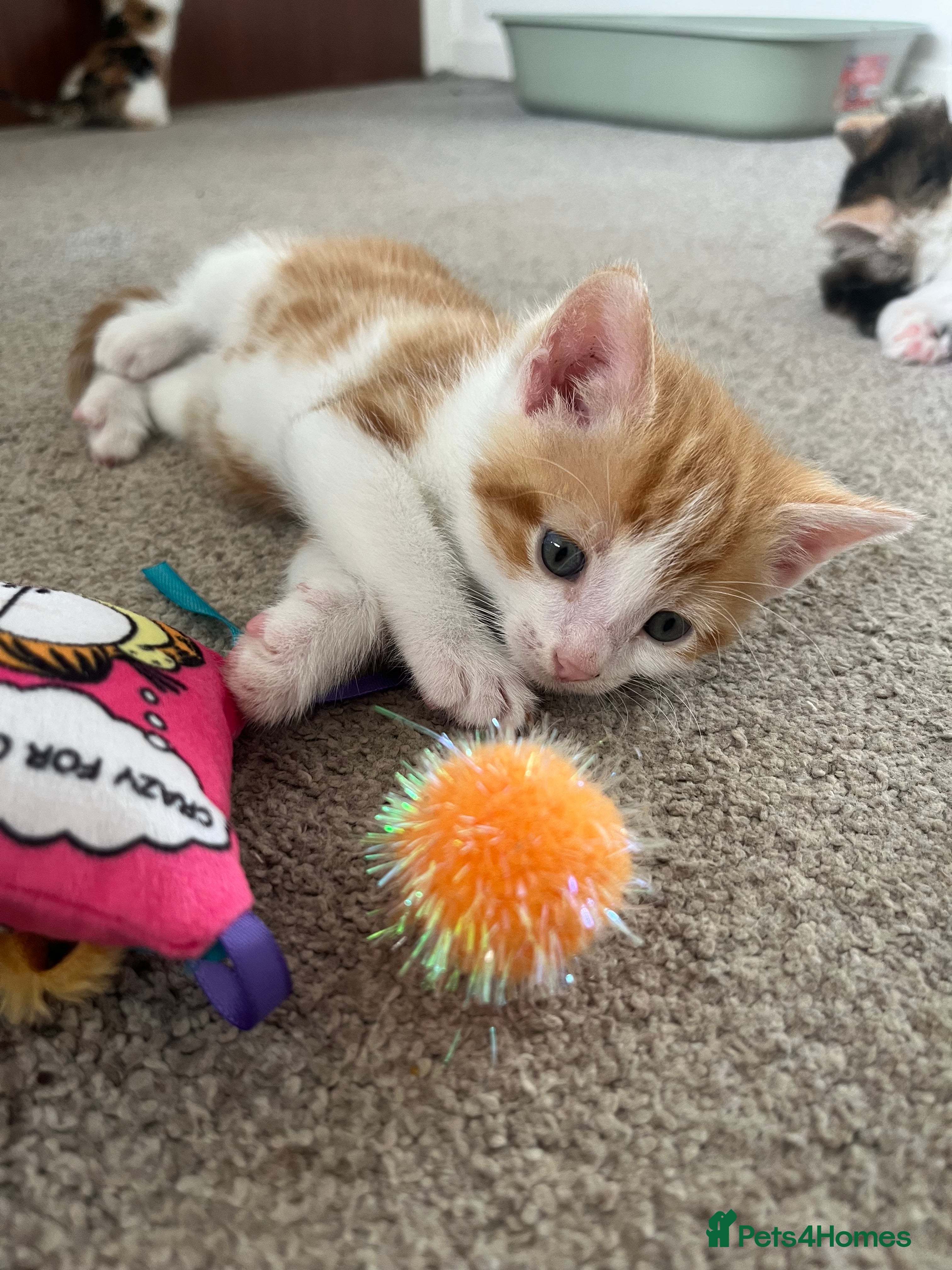 Mixed Breed cats for sale: 6 friendly and playful kittens - Advert 23