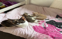 Mixed Breed cats for sale: Gorgeous 8 week old kittens - Image 3
