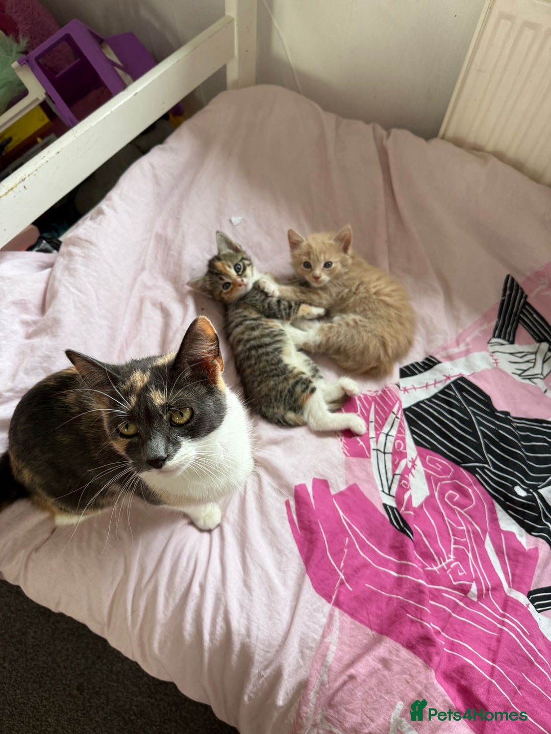 Mixed Breed cats for sale: Gorgeous 8 week old kittens - Image 3