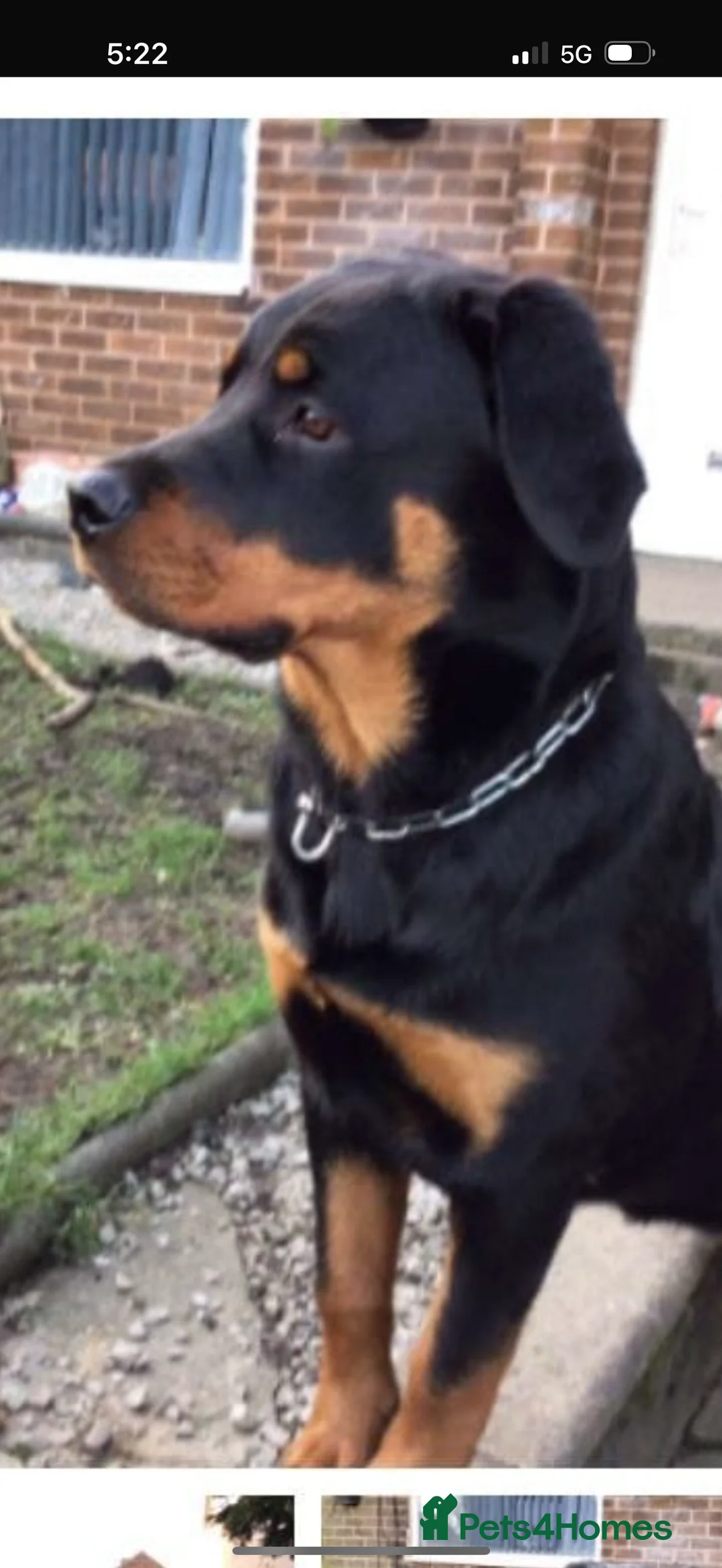 Rottweiler dogs for sale: 2 1/2year old Rottweiler female  - Advert 3