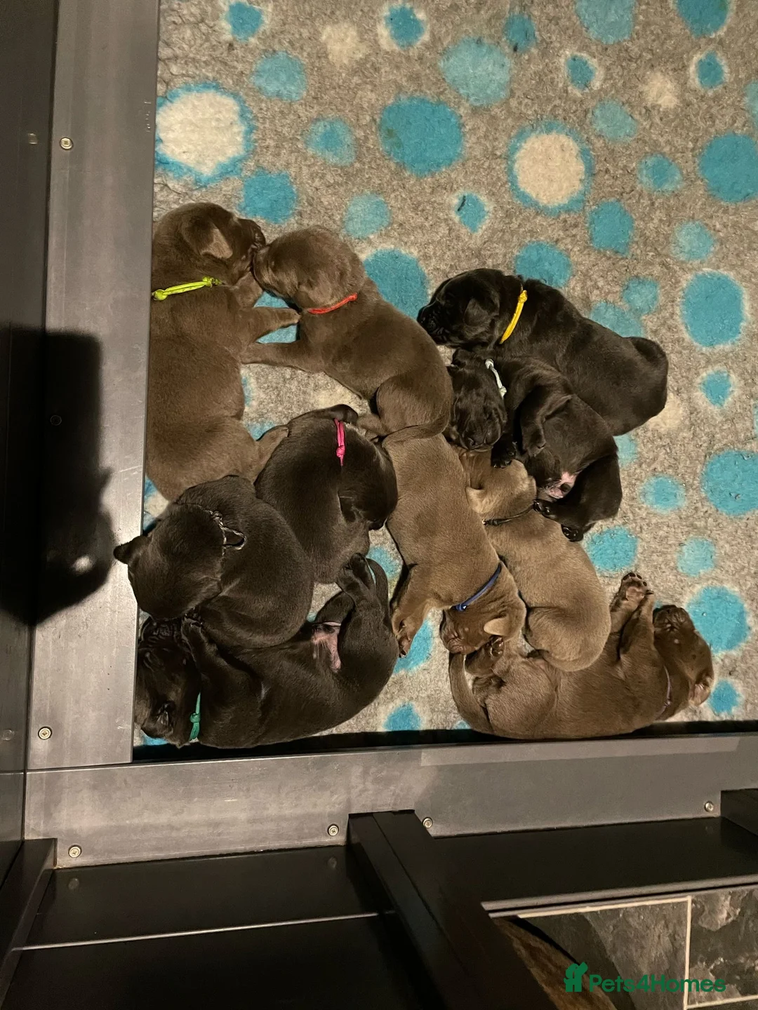 Labrador Retriever dogs for stud: KC REGISTERED LABRADOR STUD in Worcester - Advert 8