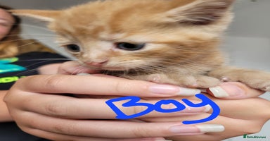 Mixed Breed cats - Advert 4
