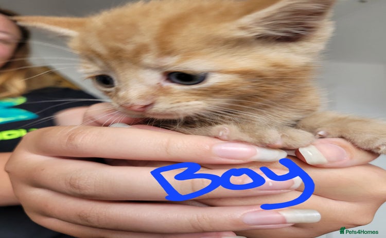 Mixed Breed cats - Advert 3