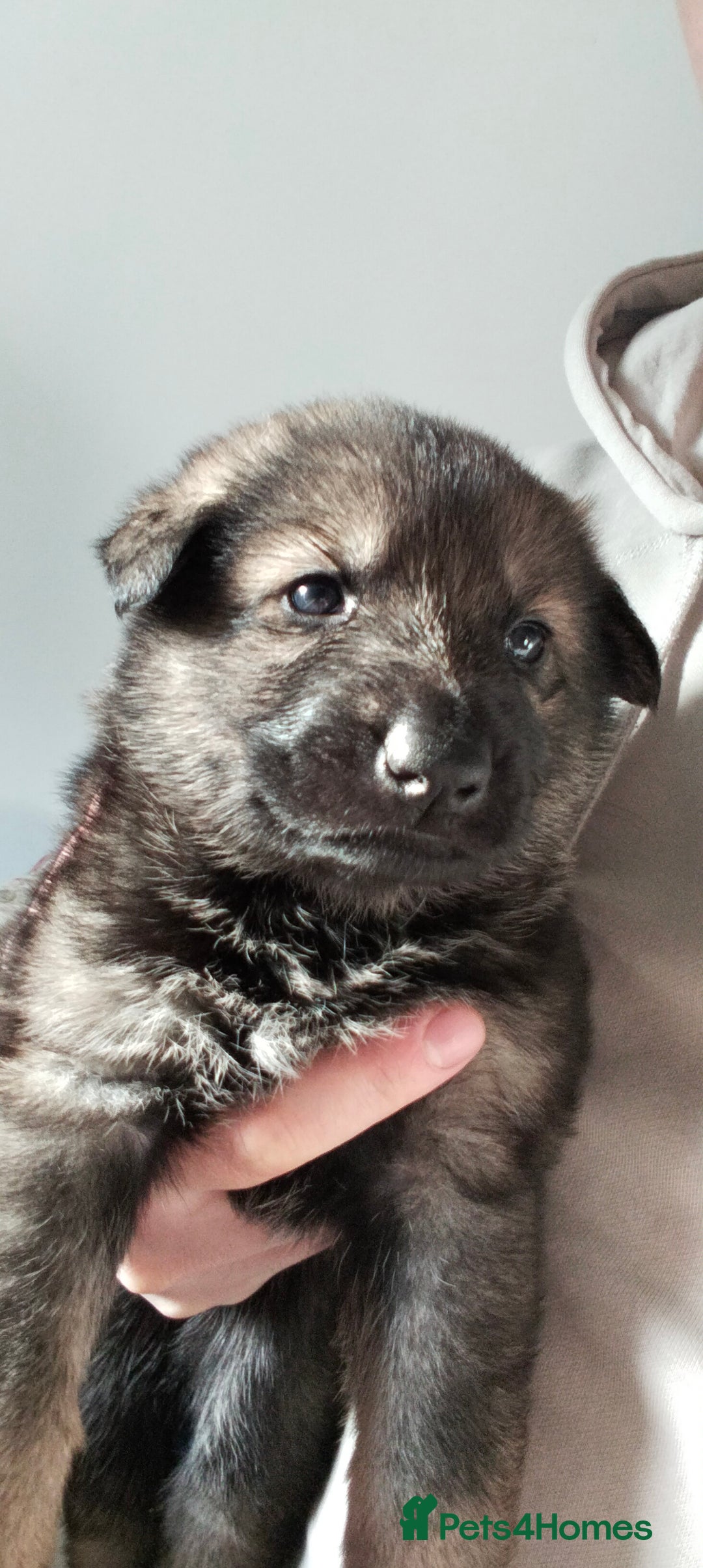 German Shepherd dogs for sale: GSD puppies for sale - Advert 8