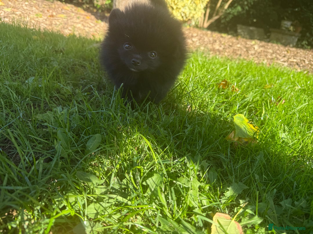 Pomeranian dogs for sale: 🧸🌈 Genuine Teddy Bear Poms Rainbow litter 🌈🧸 - Image 16