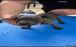 Staffordshire Bull Terrier dogs for sale: Blue staff pups  - Image 28