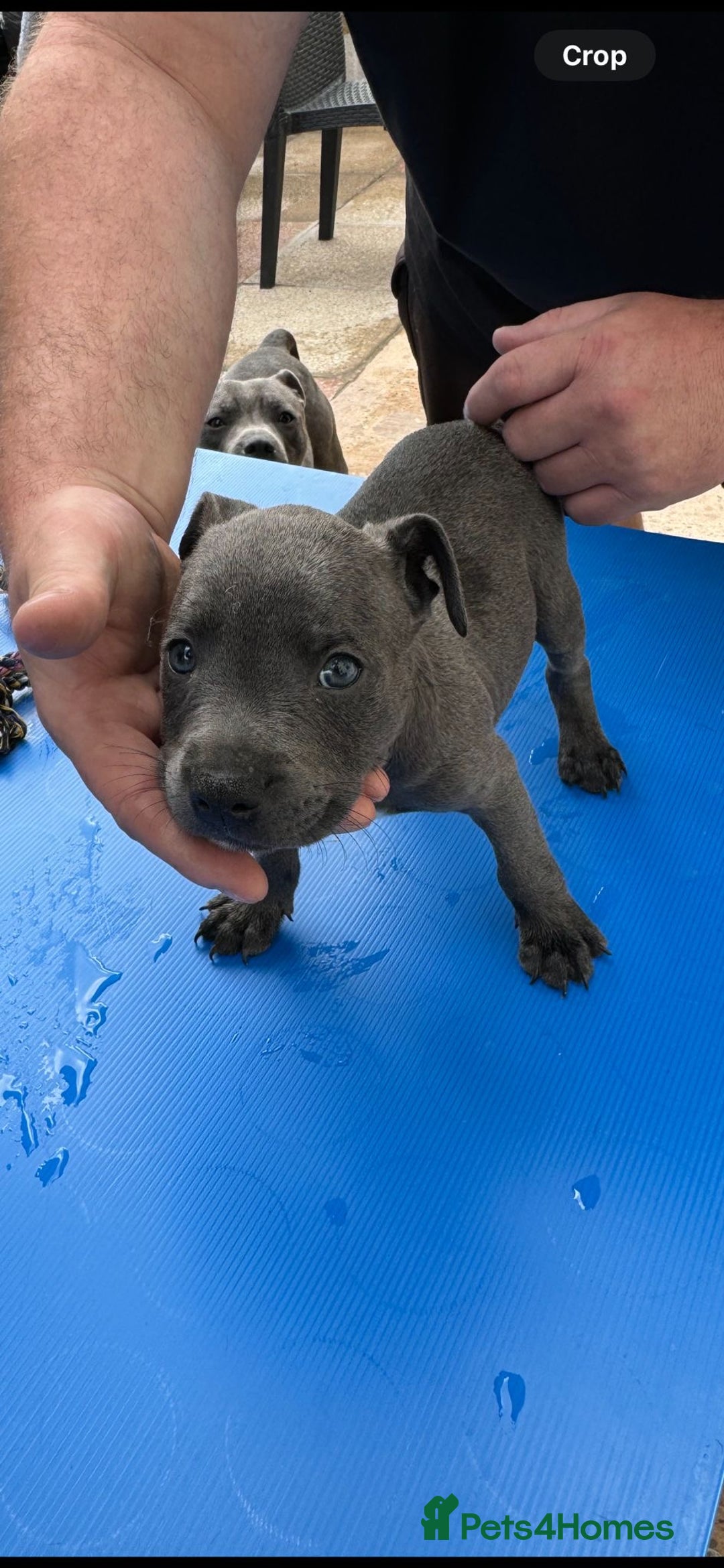 Staffordshire Bull Terrier dogs for sale: Blue staff pups  - Image 28