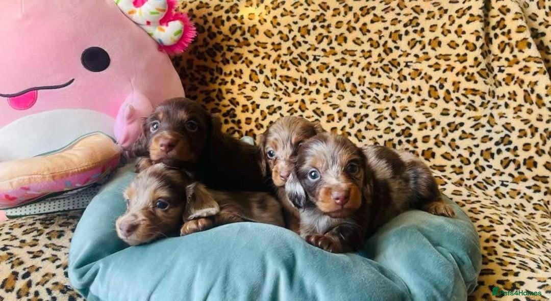 Miniature Dachshund dogs Stunning Miniature Dachshund Puppies for Families - Advert 5