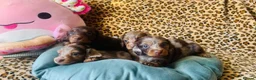 Miniature Dachshund dogs for sale: Stunning Miniature Dachshund Puppies for Families - Advert 1