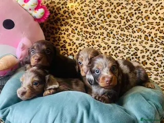 Miniature Dachshund dogs Stunning Miniature Dachshund Puppies for Families - Advert 2