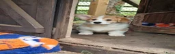 Welsh Corgi Pembroke dogs for sale: Pembroke corgi boys  - Advert 2