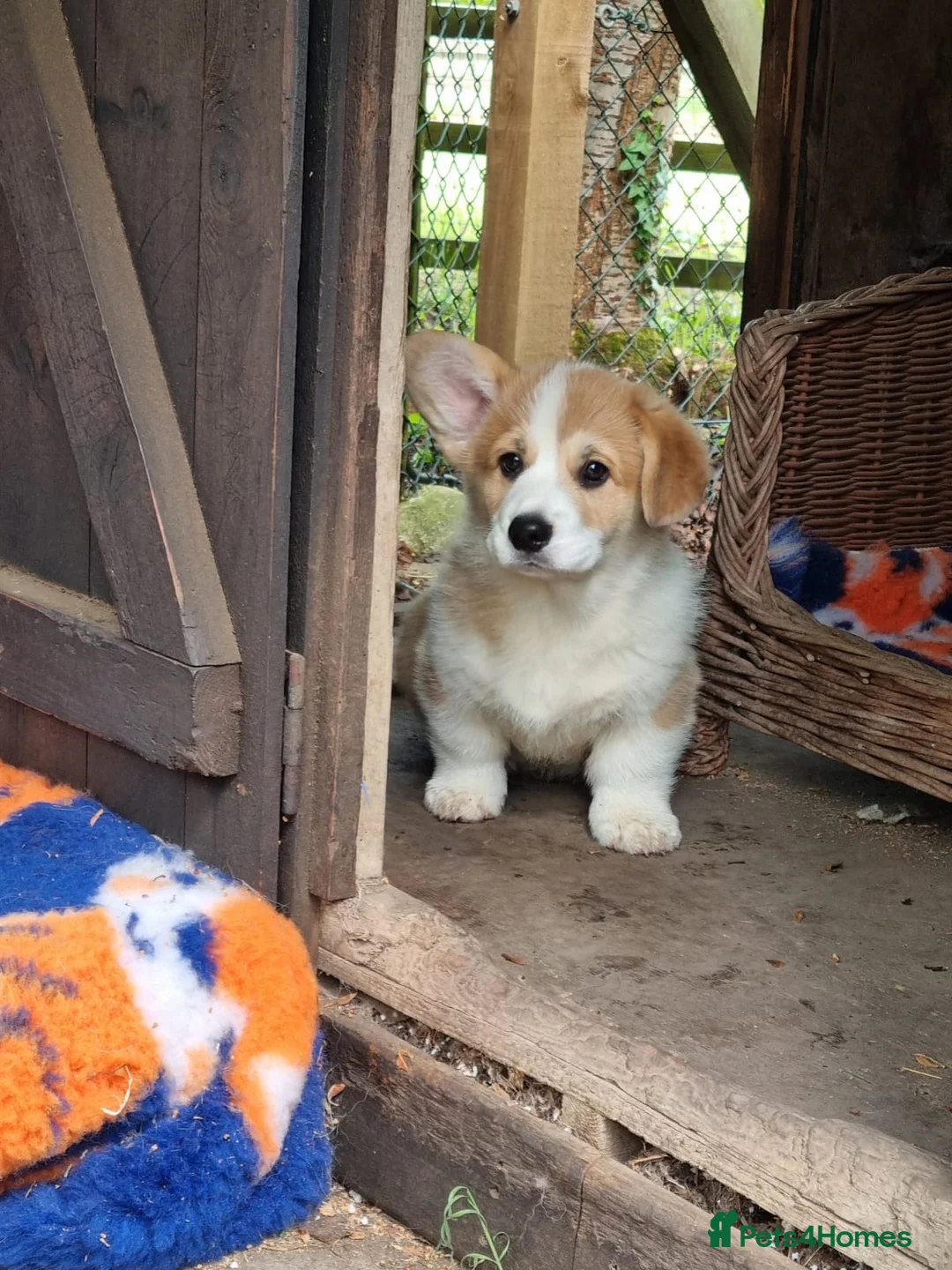 Welsh Corgi Pembroke dogs for sale: Pembroke corgi boys  - Advert 2