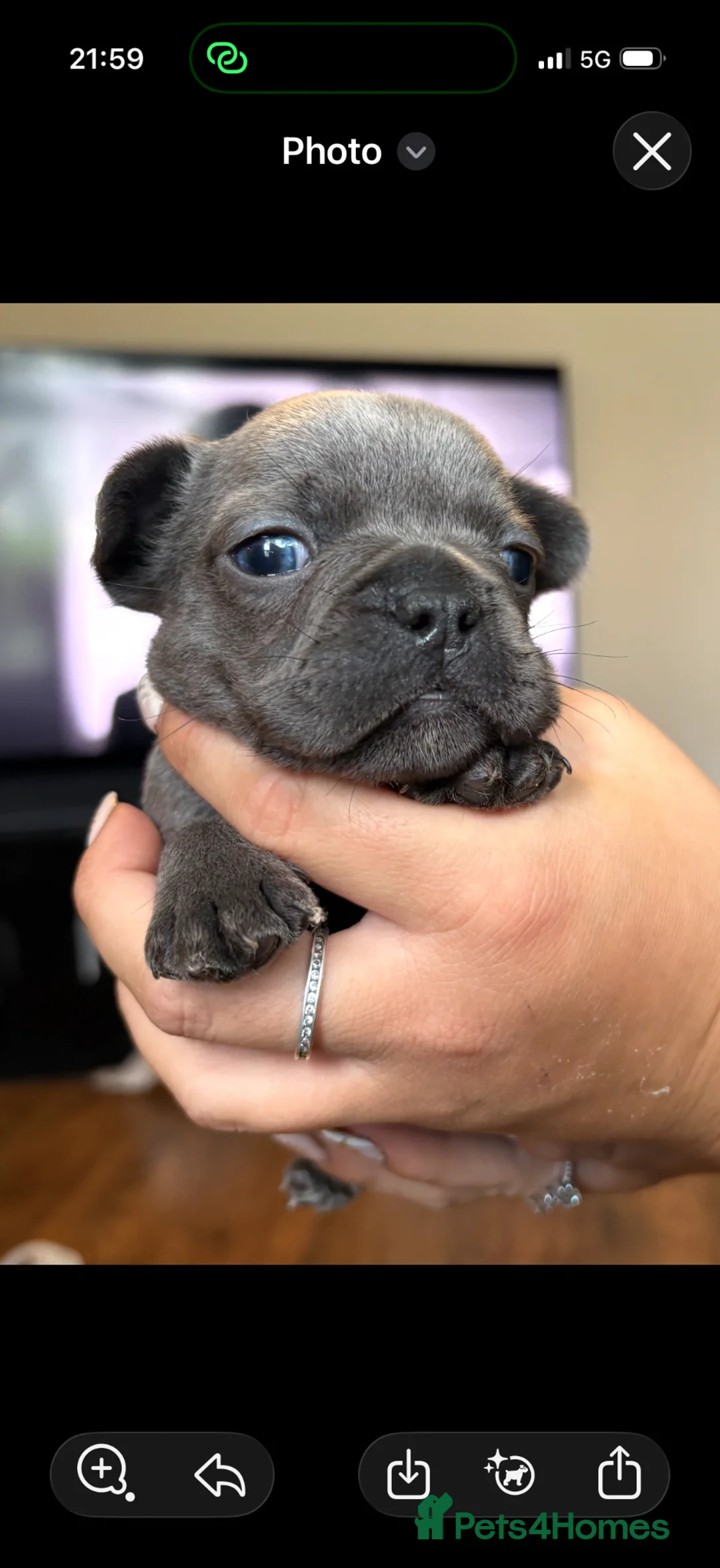 French Bulldog dogs for sale: French bulldogs  in Romford - Advert 2