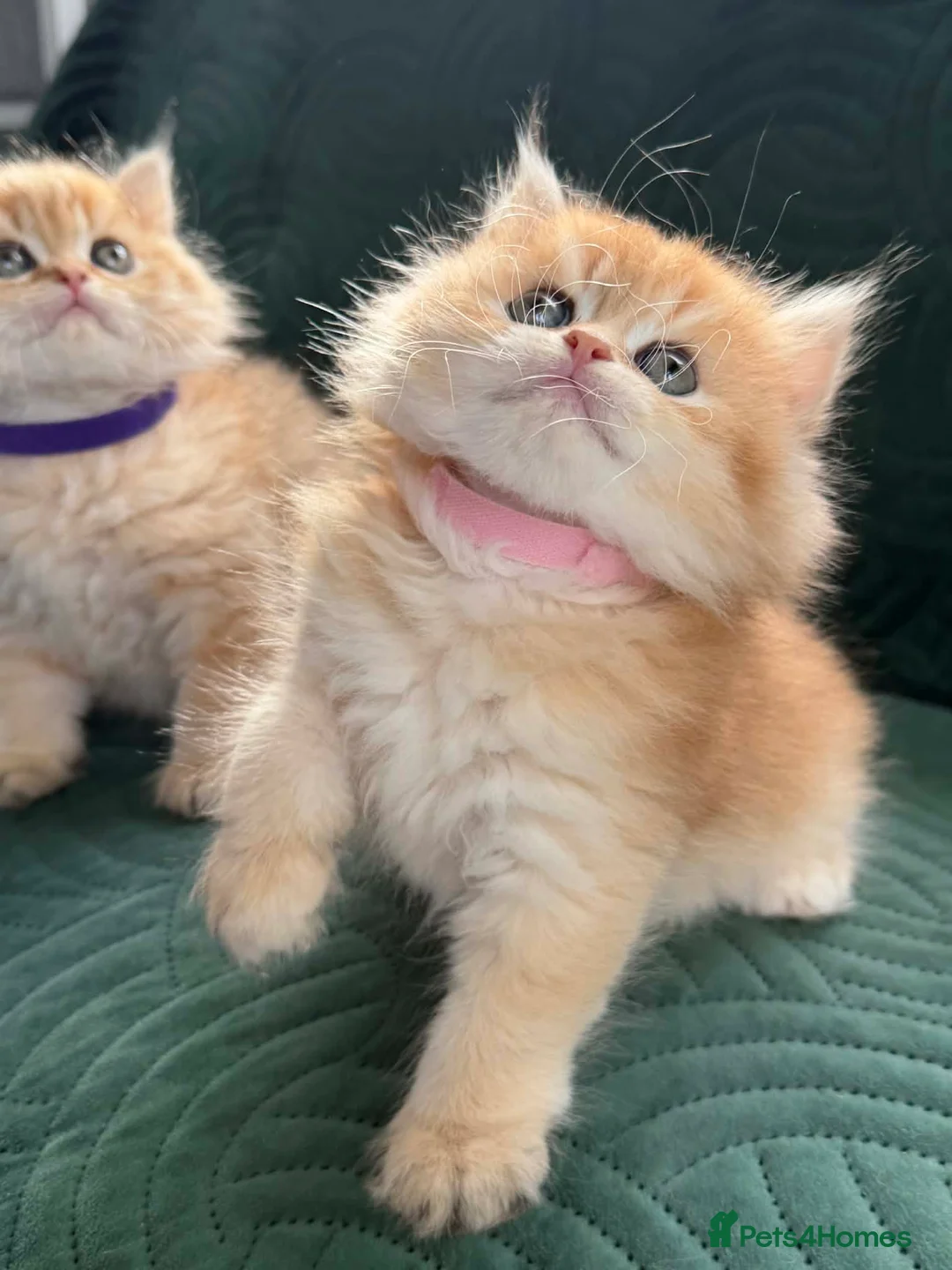 British Longhair cats for sale: CHUNKY, BEAUTIFUL BLH GOLDEN KITTENS  - Advert 21