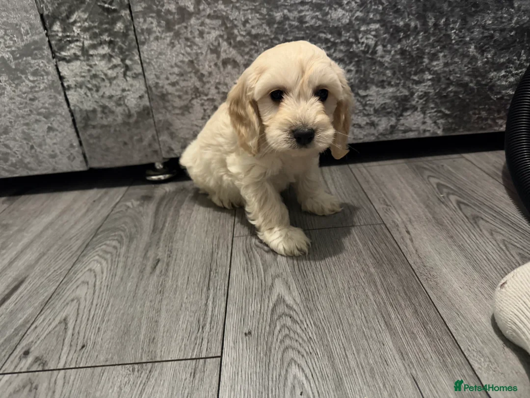 Cockapoo dogs for sale: Cocker poo puppies for sale  - Advert 14