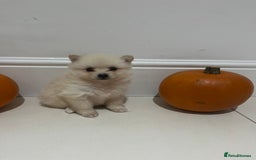 Pomeranian dogs for sale: Pomeranian - Image 6