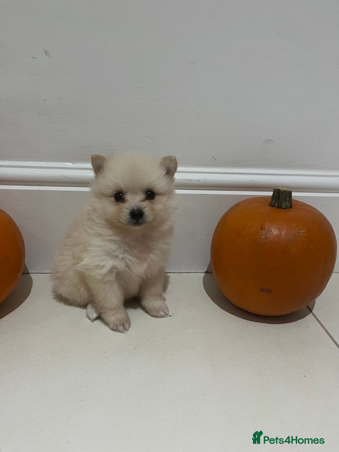 Pomeranian dogs for sale: Pomeranian - Image 6