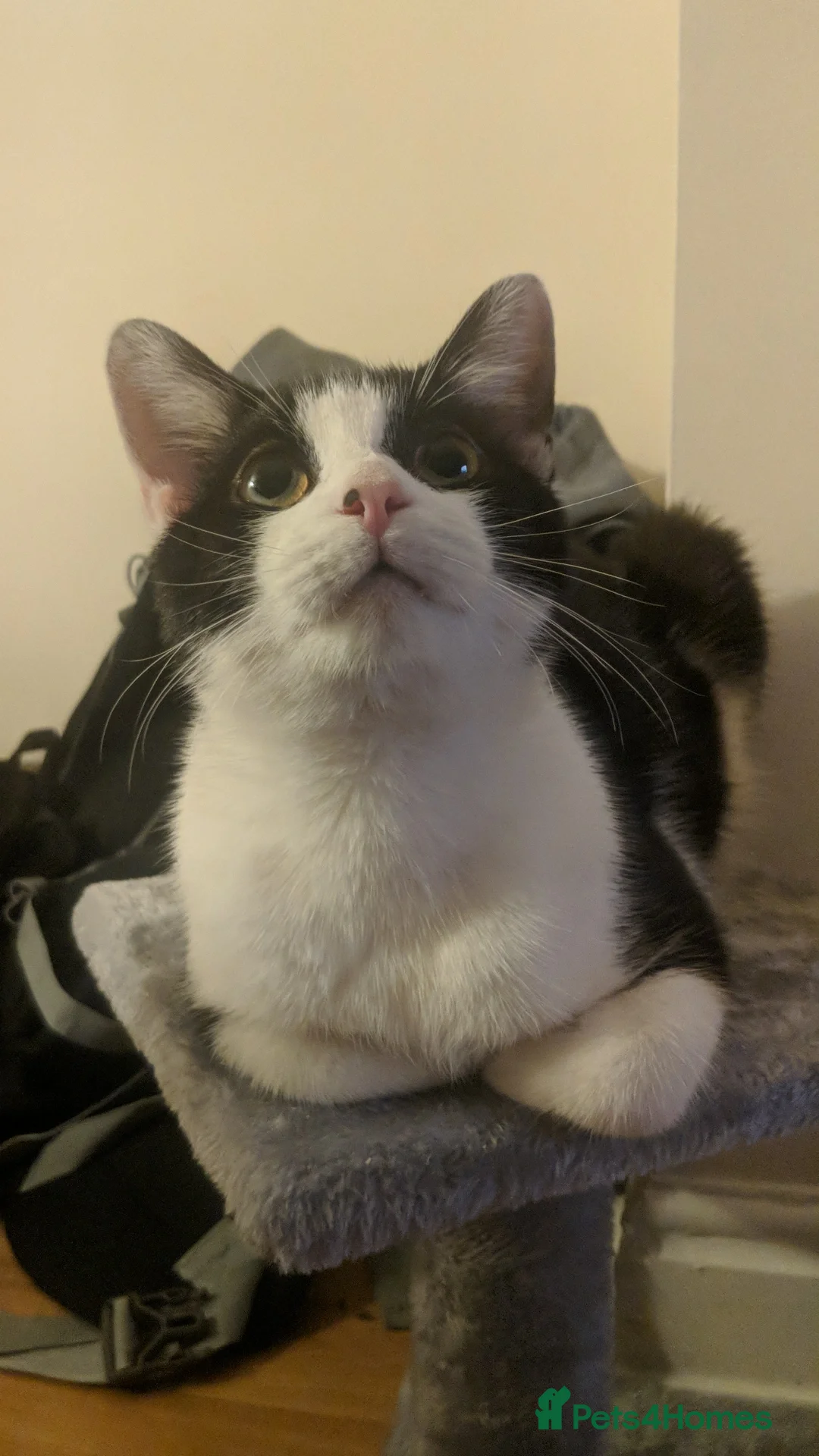 Domestic Shorthair cats for sale: Matches  - Advert 4