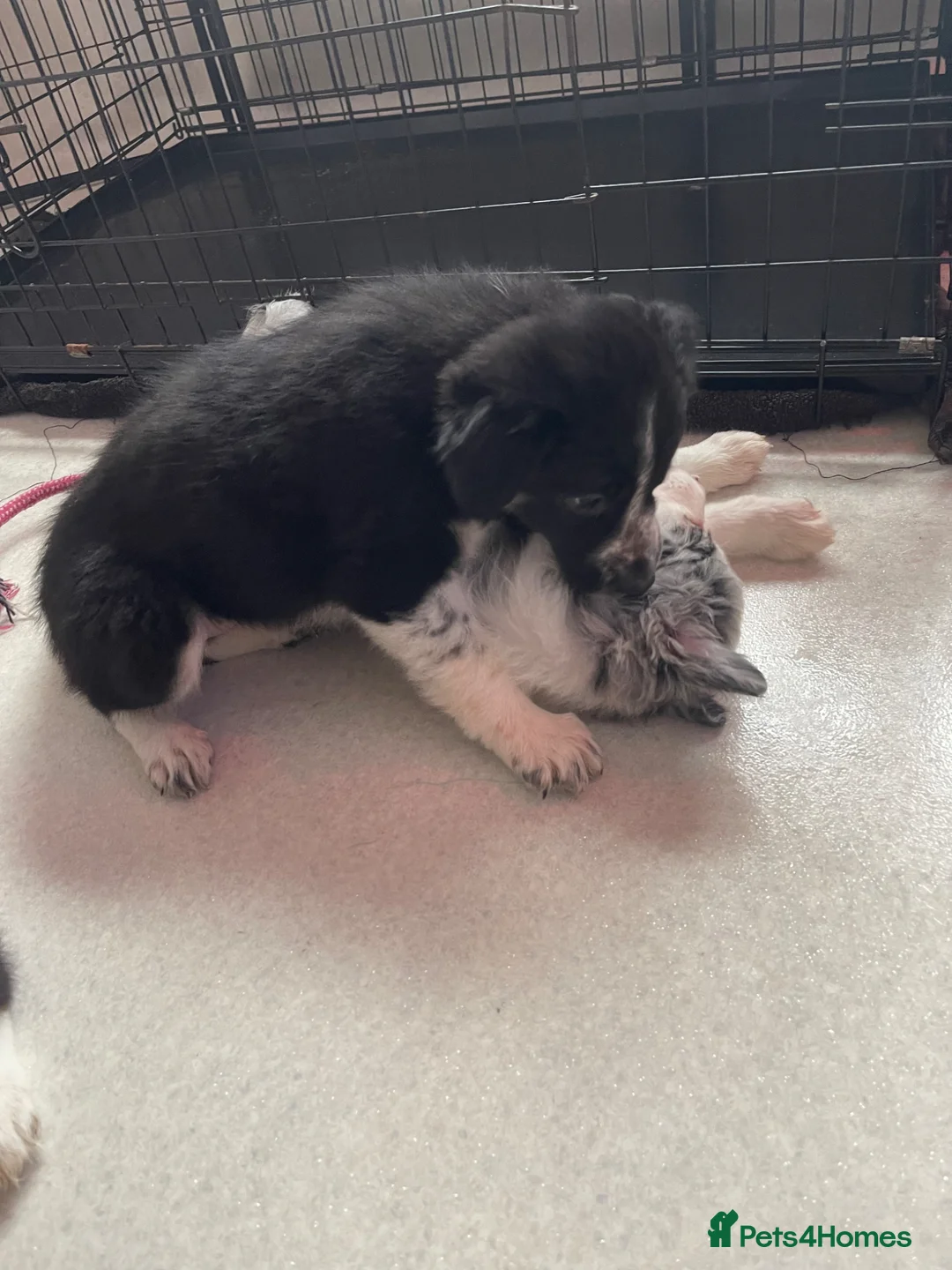 Border Collie dogs for sale: 2 female border collies Available  - Advert 2