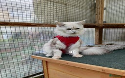 Maine Coon cats for sale: Beautiful NEUTERED girl XXL - Image 5