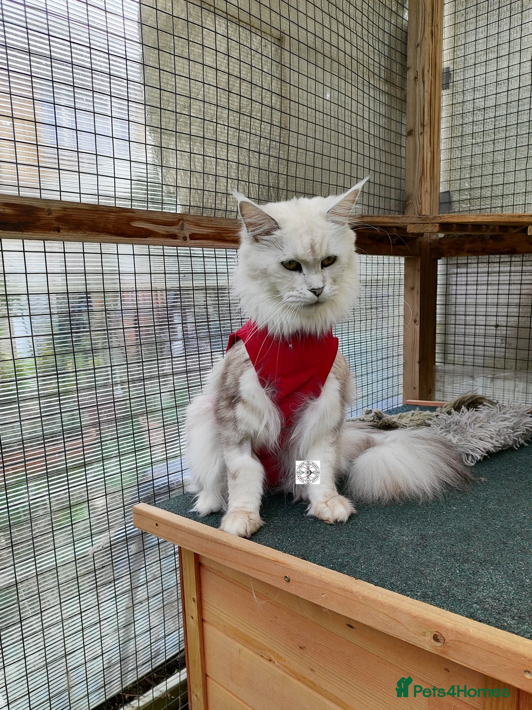 Maine Coon cats for sale: Beautiful NEUTERED girl XXL - Image 5