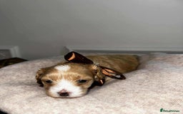 Maltipoo dogs for sale: F1 MALTIPOO BOY🩵🐶 - Image 7