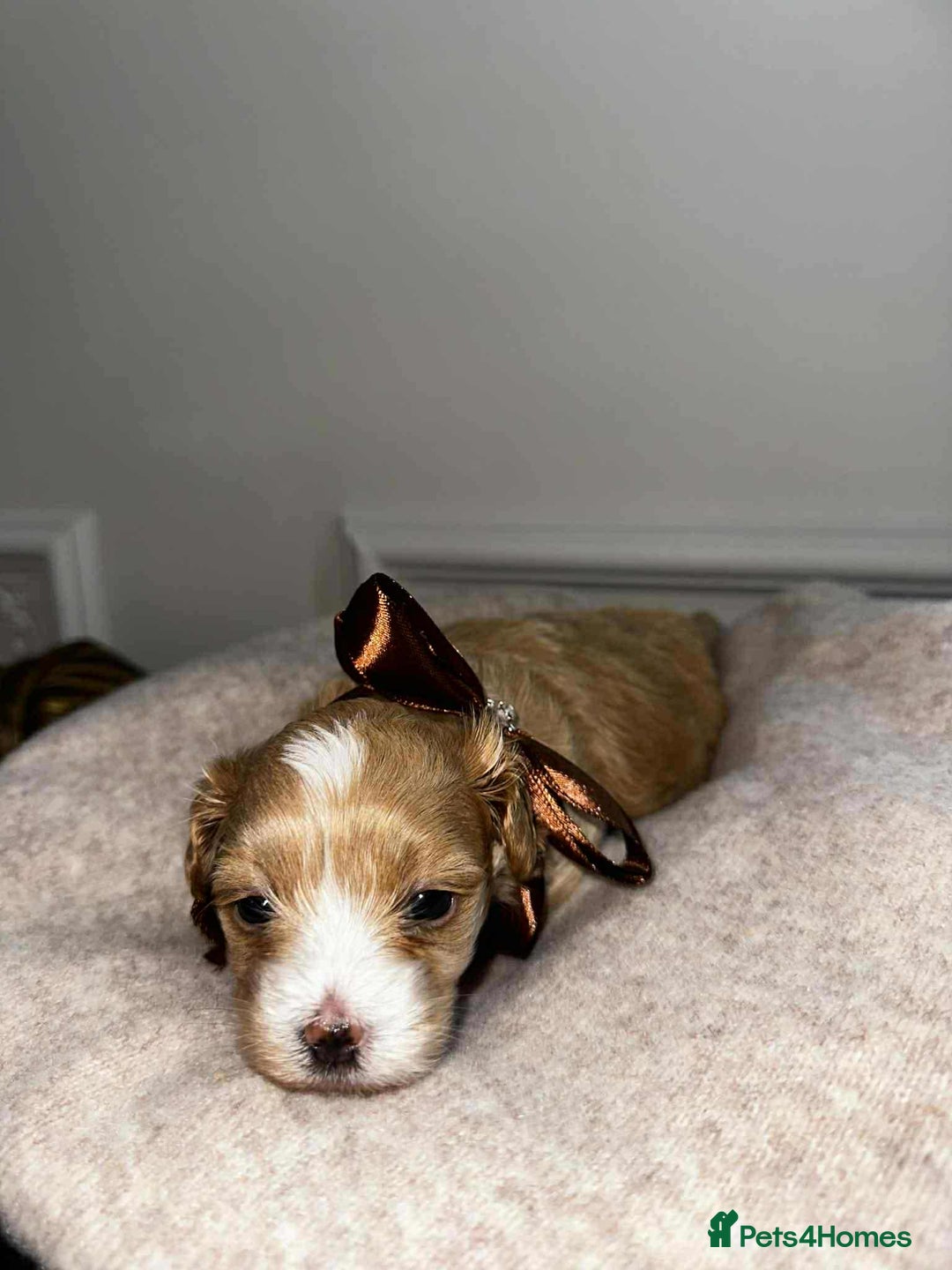 Maltipoo dogs for sale: F1 MALTIPOO BOY🩵🐶 - Image 7