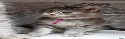 Maine Coon cats for sale: GCCF kittens champion line & outstanding pedigree - Advert 13
