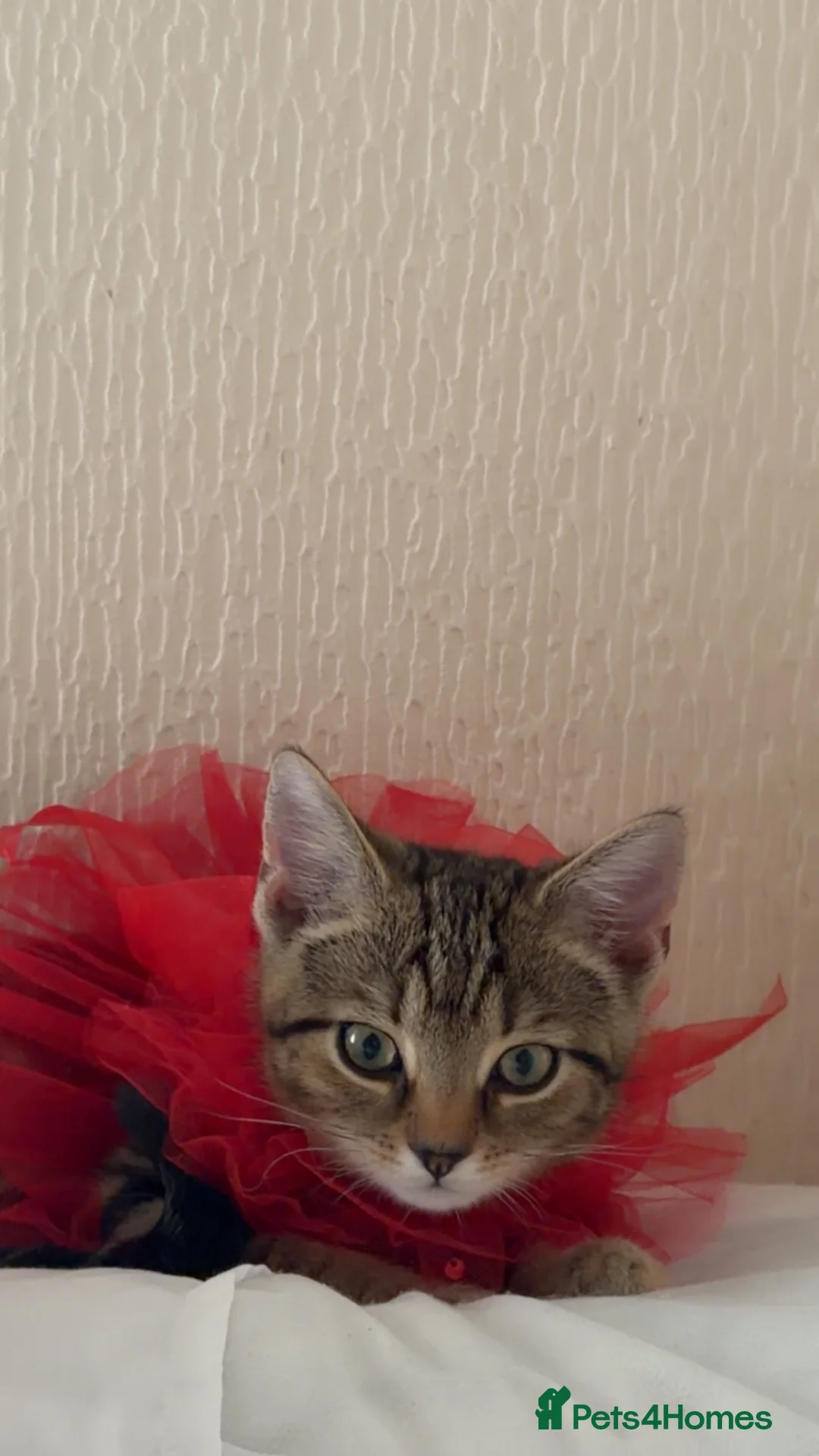 Mixed Breed cats for sale: Kitten for sale in Heywood - Advert 2